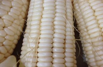 Growing concern over Malawi’s overall food security, as maize yields decrease by 18%