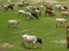 2026 declared World Year of Pastoralism