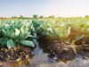 Malawi’s ‘deep bed farming’ may relieve Africa’s water crisis