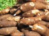 Malawi Faces Food Shortage Crisis: Government Scrambles to Secure Supplies