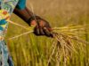 Chief drivers of the food crisis are still with us