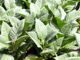 Malawi exploring sustainable agriculture alternatives to tobacco farming