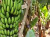 OPed: China assumes a key role in the modernization of Malawi’s agriculture sector