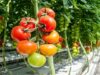 Malawi’s Horti sector taking its first steps