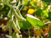 Attracting finance to Africa’s rainfed agriculture to build climate resilience.