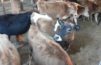 AIP falls out: Only 1.5 million farmers to benefit for 2023/2024 season