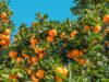 EU headache for South African fruit shipments