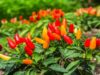 Malawi embarks on inclusive and sustainable growth through agro-industrialization