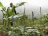 El Niño Threatens Malawi’s Maize Basket: 22.5% Harvest Drop Looms, Millions at Risk
