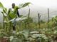 El Niño Threatens Malawi’s Maize Basket: 22.5% Harvest Drop Looms, Millions at Risk