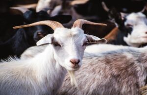 Malawi Bolsters Animal Health System in Collaborative Effort to Safeguard Public Health
