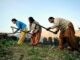Malawi’s Food Revolution: Why Women Are the Key Ingredient