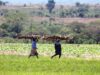 Malawi: Tilling the Fields of Equity – Programme Plants Seeds of Change for Smallholder Farmers