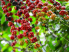 Malawi Aims for Agricultural Revival with $22.7 Million Boost