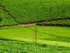 Malawi Tea Sector Takes a Stand Against Sexual Harassment