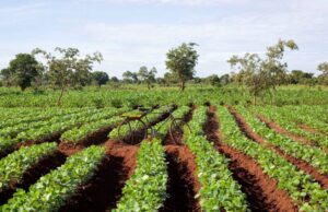 Eco-Friendly Farming Takes Root in Malawi