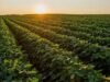 CIMMYT launch transforming agricultural systems in Niassa