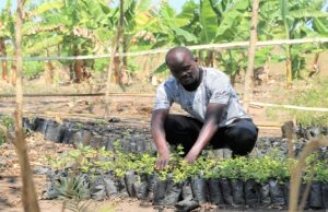 Malawian Farmers Get Tech Boost: App Uses AI to Fight Crop Disease