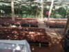 Solidaridad Boosts Malawi Tea Farmers with Seedlings and Support