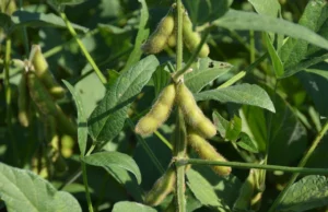 Soybean Rust Threat Looms Large: Farmers Armed with Early Warning System