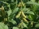 Soybean Rust Threat Looms Large: Farmers Armed with Early Warning System