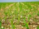 AIP Glitch Threatens Kasungu Farmers’ Harvest