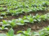 Hot Crops: Luanar and Sino Borcar Team Up to Spice Up Malawi’s Agricultural Scene