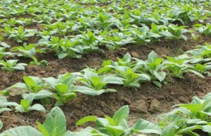 Hot Crops: Luanar and Sino Borcar Team Up to Spice Up Malawi’s Agricultural Scene