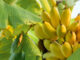 Malawi Revives Banana Industry to Boost Economy