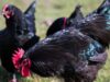 NC State Partnership Aims to Cultivate Self-Sufficiency in Malawi’s Agriculture