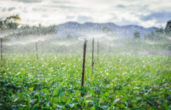 Ntcheu Farmers Reap Rewards of Innovative Irrigation Project
