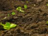 Malawi Farmers Reap Rewards from ‘Green’ Farming: Soil Carbon Levels Surge