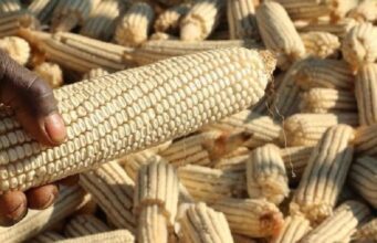 Malawi’s Food Security Crisis: Calls Grow for Massive Increase in Maize Purchase Budget