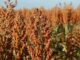 Sorghum: Africa’s Climate-Proof Saviour as Maize Fails Under Pressure