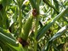 Tanzanian Maize Arrives as Malawi Battles Food Crisis