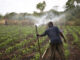 Malawi’s Farming Crossroads: Experts Urge Intensive Shift to Sow Seeds of Prosperity