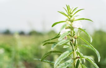 Seeds of Change: Malawi Farmers Reap Rewards from Climate-Smart Crops
