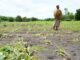 Malawi on the Brink: Hunger Grips a Third of Nation as Poverty Deepens