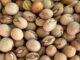 Malawi’s Pigeon Pea Predicament: Farmers Lament Missed India Opportunity