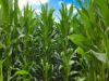 Start Right, Harvest Big: Practical Tips for Maize Germination
