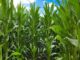 Start Right, Harvest Big: Practical Tips for Maize Germination
