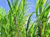 Illovo Sugar Malawi Plc Taps Agribusiness Veteran Ronald Ngwira Amidst Sugar Supply Woes
