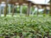 Malawi Cultivates a Healthier Future: National Dialogue Sows Seeds for Food System Transformation