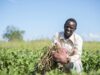Malawi Defies the Odds: A Food Self-Sufficiency Success Story Shakes Up Global Rankings