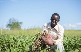 Malawi Defies the Odds: A Food Self-Sufficiency Success Story Shakes Up Global Rankings