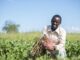 Malawi Defies the Odds: A Food Self-Sufficiency Success Story Shakes Up Global Rankings