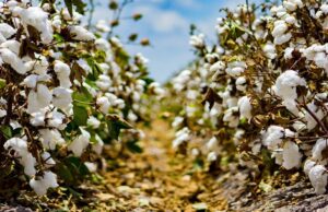 The Future of Smallholder Farming: How Technology and Finance Can Unlock Africa’s Agricultural Potential.