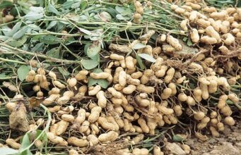 Discovery offers hope against stem rot