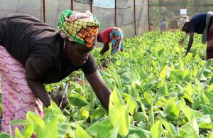 Malawi Urged to Embrace Digital Procurement to Boost Efficiency and Transparency