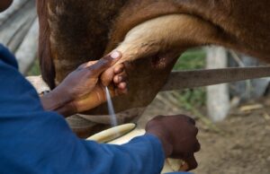 Milk Price Jumps in Malawi as Processors Target Government-Set Minimum